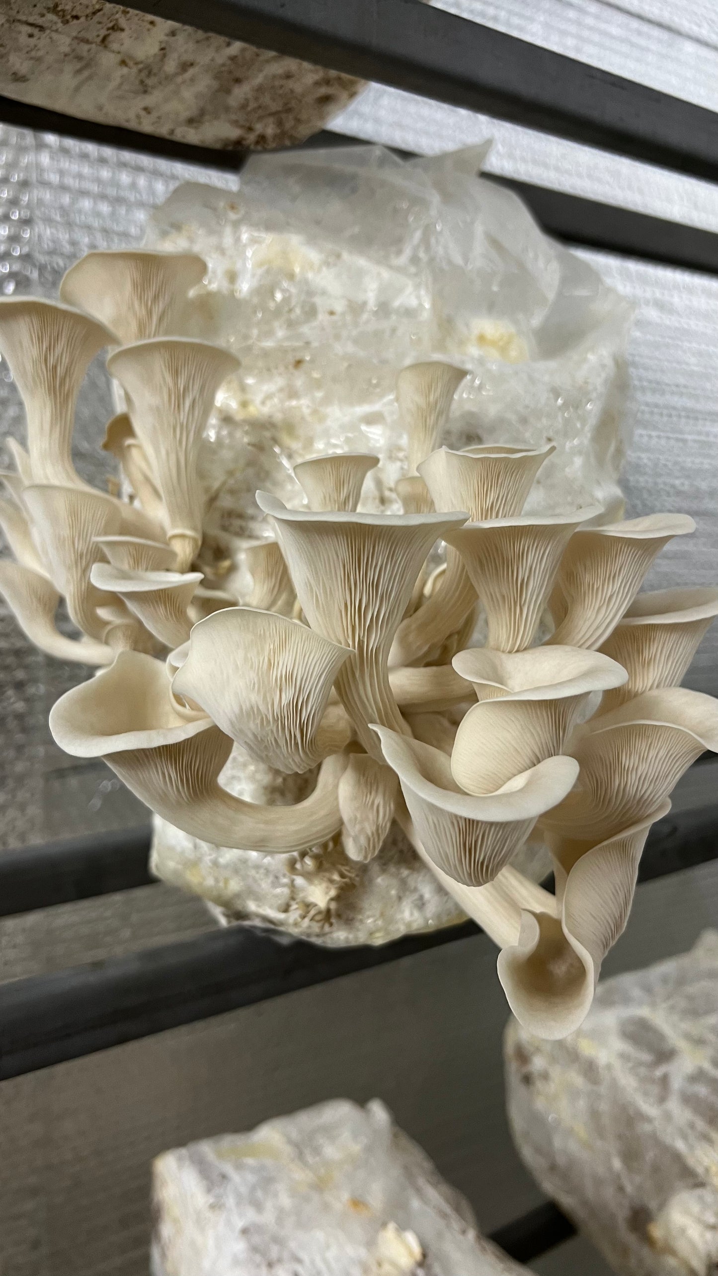 Starter Mushroom grow Kit