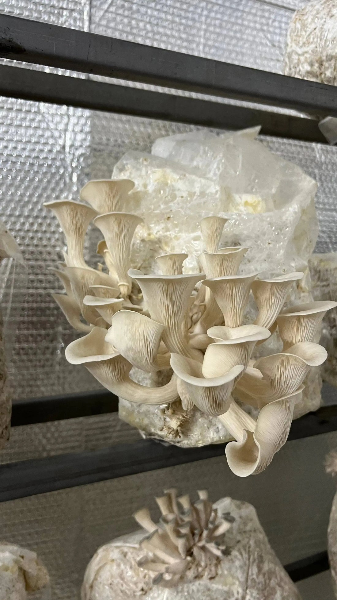Oyster-mushroom-growing-kit growthefunguy