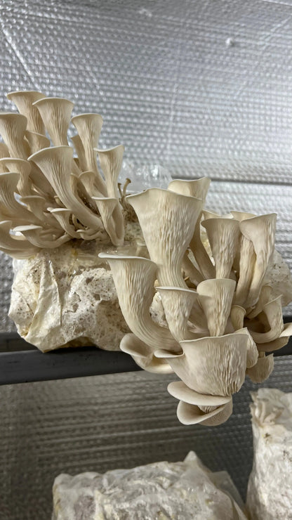 Starter Mushroom grow Kit - growthefunguy