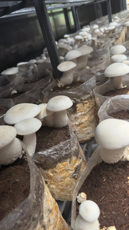 Milky 25 block Mushroom growing combo - Make 25 bags of 2.5KG each growthefunguy
