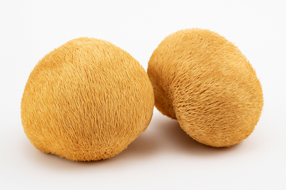 Lion’s mane Dry - 100% Fruit body 50gm (500gm Fresh)