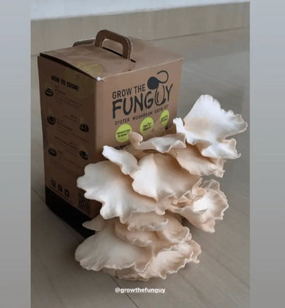 Organic Oyster Mushroom Growkit - growthefunguy
