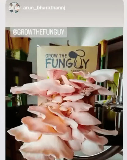 Organic Oyster Mushroom Growkit - growthefunguy
