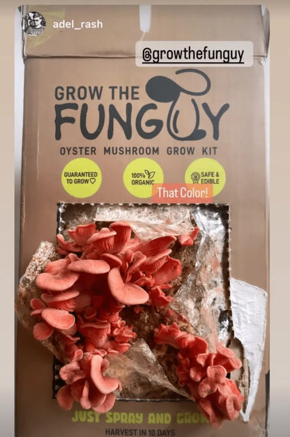 Organic Oyster Mushroom Growkit - growthefunguy