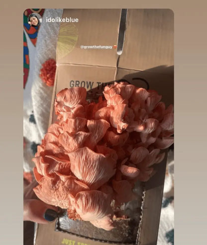Organic Oyster Mushroom Growkit - growthefunguy