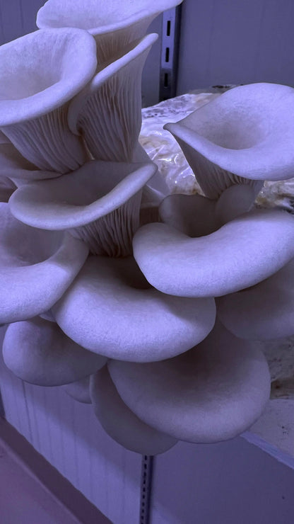 MushPellets™ Improved - Premium mushroom grow medium for Wood loving species (Copy) - growthefunguy