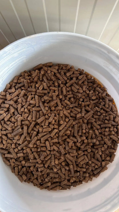MushPellets™ Improved - Premium mushroom grow medium for Wood loving species (Copy) - growthefunguy