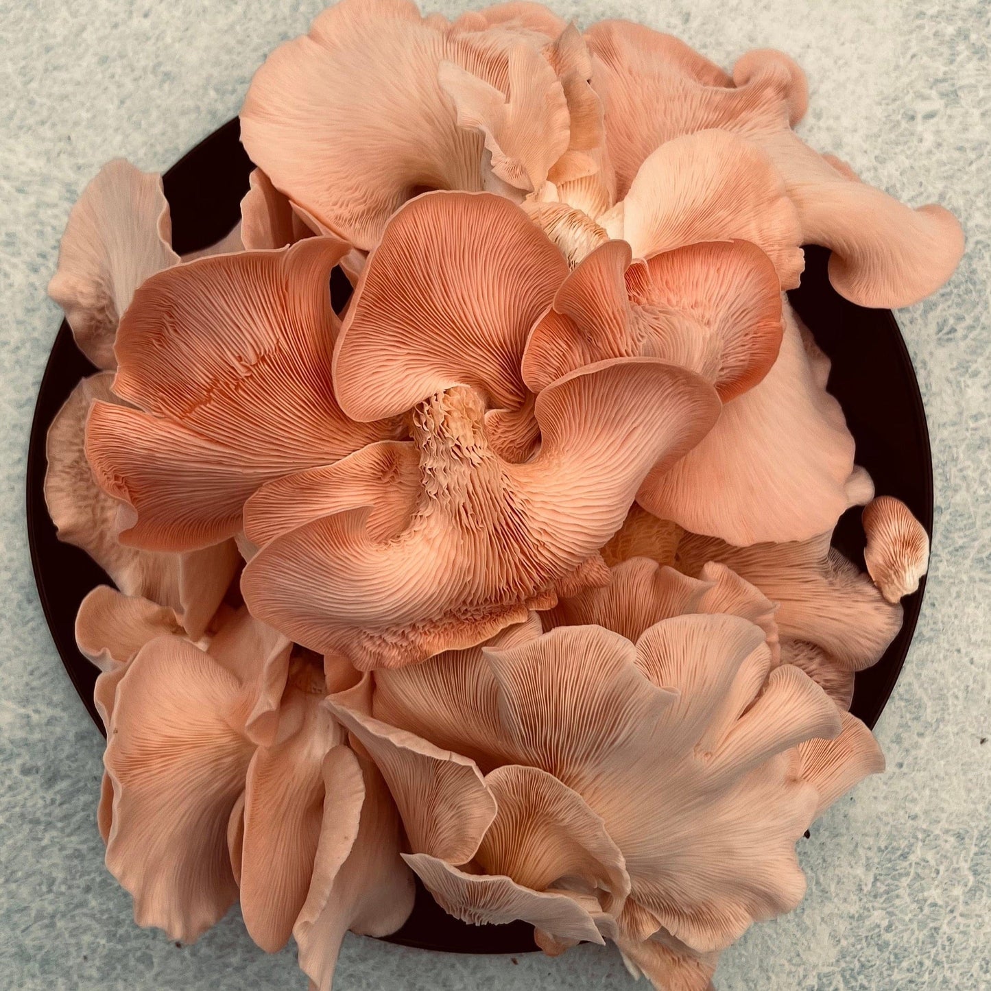 Organic Oyster Mushroom Growkit