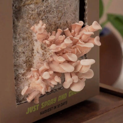 Organic Oyster Mushroom Growkit - growthefunguy