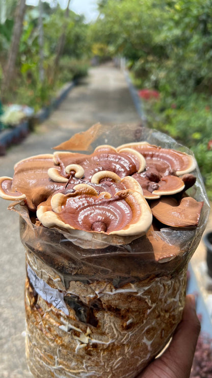 MushPellets™ Improved - Premium mushroom grow medium for Wood loving species - 