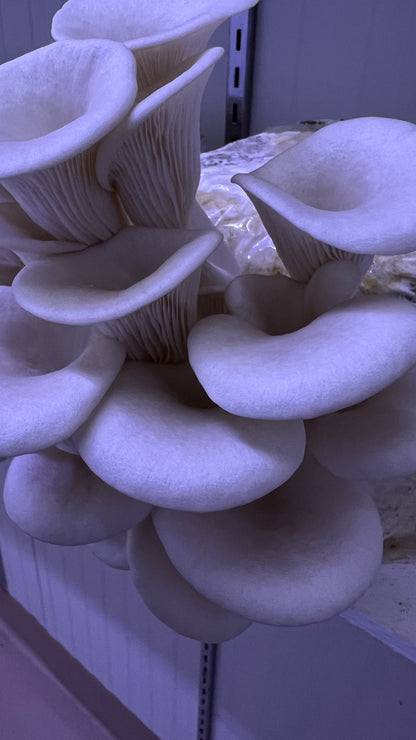 MushPellets Improved - Premium mushroom grow medium for Wood loving species - 
