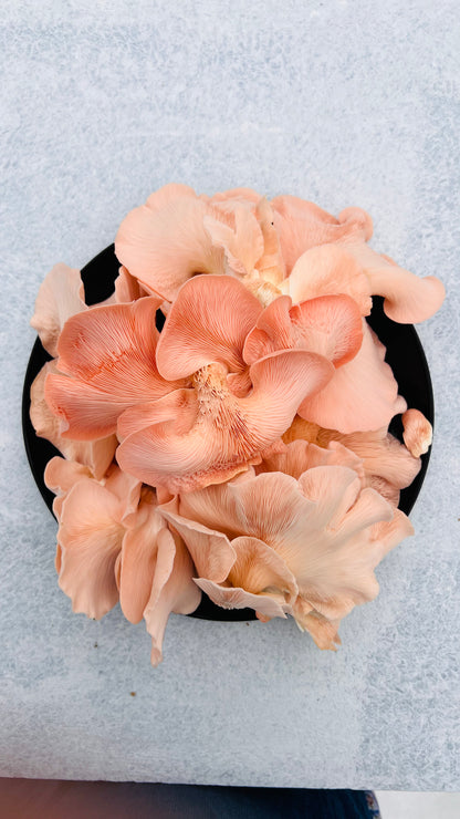 Master the Art of Mushroom Cultivation: Recorded Class with Lifetime Access & Support - growthefunguy