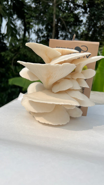 Organic Oyster Mushroom Growkit - growthefunguy
