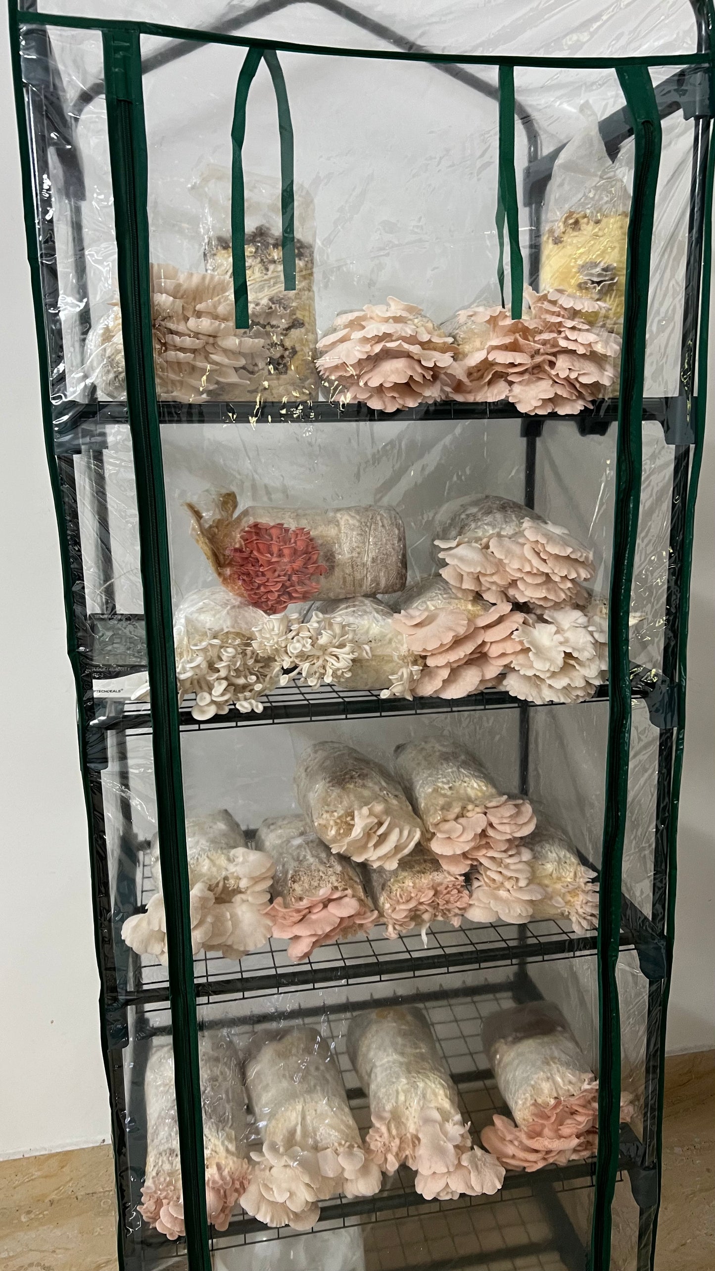 SHROOMVILLA - Automated Mushroom Grow Tent (Pre-Order)